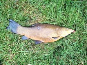 Tench