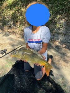 Mirror Carp
