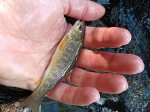 Brown Trout