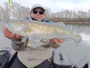 Zander