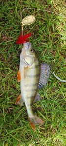 European Perch