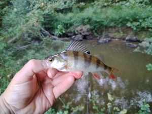 European Perch