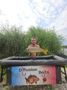 Common Carp