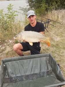 Common Carp