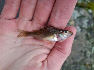 Ruffe