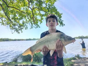 Common Carp