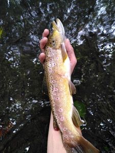 Brown Trout