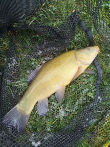Tench