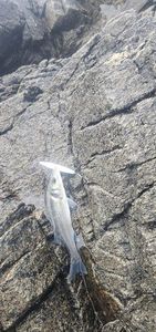 European Bass (Seabass)