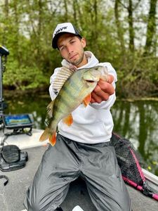 European Perch
