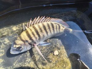 White Seabream