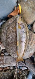 Brown Trout