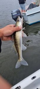 Zander