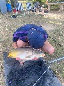 Common Carp