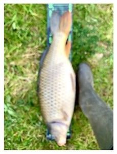 Common Carp