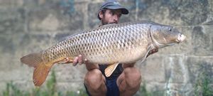 Common Carp