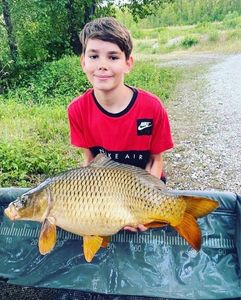 Common Carp