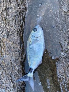 Saddled Seabream