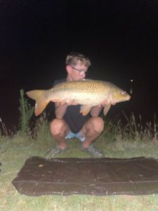 Common Carp