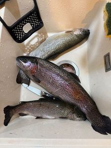 Rainbow Trout