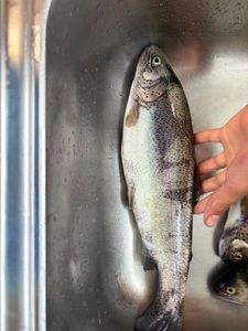 Rainbow Trout