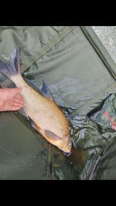 Common Bream
