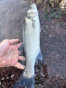 European Bass (Seabass)