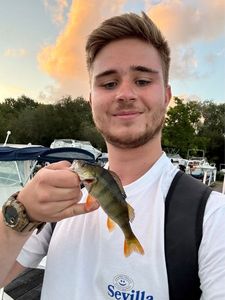 European Perch