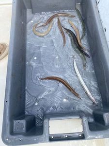 Northern Sand Lance