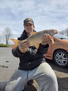 Silver Redhorse