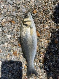 European Bass (Seabass)