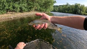 Brown Trout
