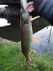 Northern Pike