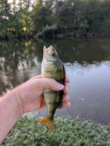 European Perch