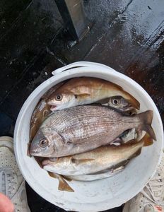 Blackspot Seabream