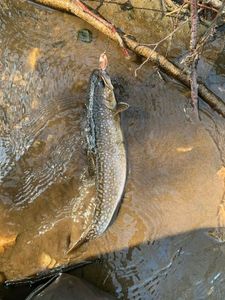 Brook Trout