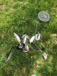 Rainbow Trout