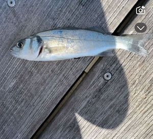 European Bass (Seabass)