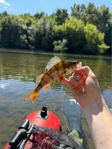 European Perch