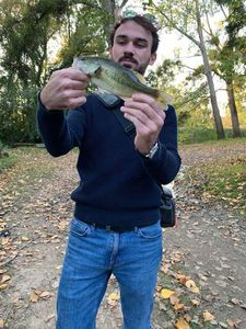 Largemouth Bass