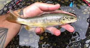 Brown Trout