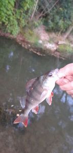 European Perch