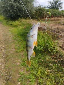 European Perch