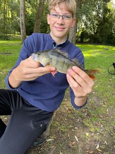 European Perch