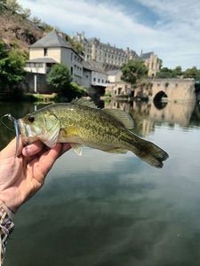 Largemouth Bass