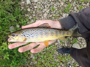 Brown Trout