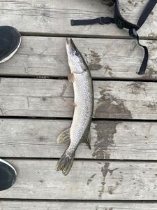 Northern Pike