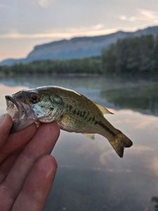 Largemouth Bass