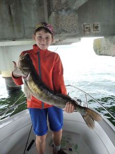 Zander