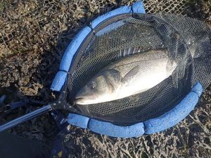 European Bass (Seabass)